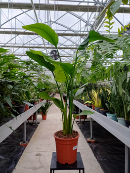 STRELITZIA NICOLAI P17