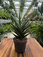 SANSEVIERIA FRANCISII P6