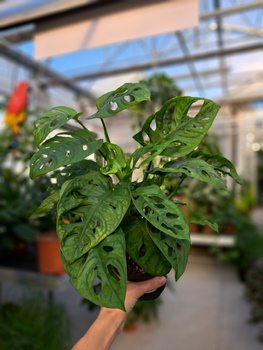 MONSTERA ADANSONII P12