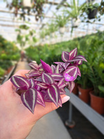 TRADESCANTIA PINK PARADISE P6