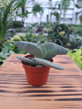 CRASSULA BOOMERANG P6