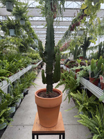 EUPHORBIA TRIGONA P18