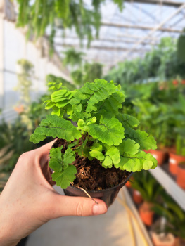 ADIANTUM MONOCOLOR P9