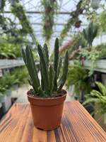 STAPELIA LEENDERTZIAE P8