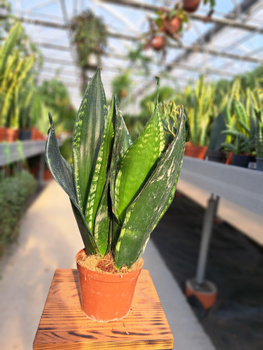 SANSEVIERIA WHITNEY P12