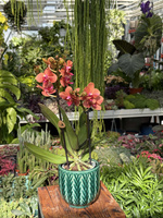 PHALENOPSIS ANTHURA BOLZANO P9