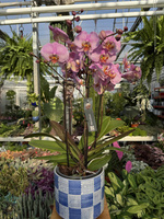 PHALENOPSIS MARVELLOUS RÓŻ NAKRAPIANY P17
