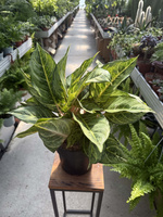 AGLAONEMA CHARTREUSE PRET P19