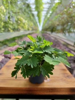 MIMOSA P5,5