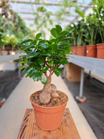 FICUS GINSENG P15