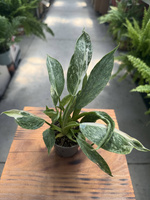 PHILODENDRON JOSE BUENO P6