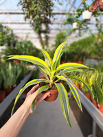 DRACENA LEMON LIME P12