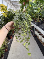 BLUSZ HEDERA HELIX WHITE WONDER P13