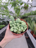 SEDUM BURRITO P12