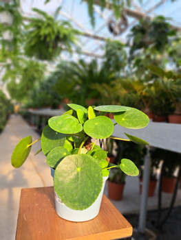 PILEA - PIENIĄŻEK P13