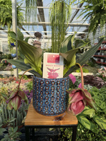 MEDINILLA DOLCE ROSSA P14