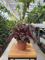 PEPEROMIA CAPERATA ROSEBURGUNDER P11