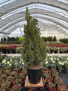 ŚWIERK BIAŁY CONICA P21