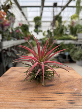 TILLANDSIA IONANTHA P10