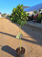 OSTROKRZEW KOLCZASTY BLUE MAID PA P28