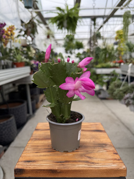 ZYGOKAKTUS RÓŻOWY P9