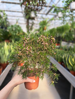 CHAMELAUCIUM UNCINATUM VIOLET PURPLE P12