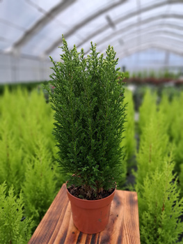 CYPRYSIK LAWSONA SNOW WHITE P11