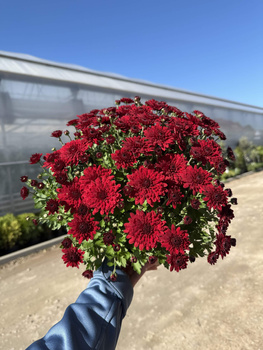 CHRYZANTEMA DROBNOKWIATOWA CZERWONA