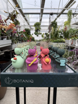 TILLANDSIA SCHOOL KIDS P1