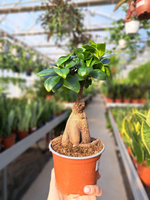 FICUS GINSENG P12
