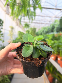 HEMIONITIS ARIFOLIA P9