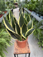 SANSEVIERIA BLACK GOLD P17