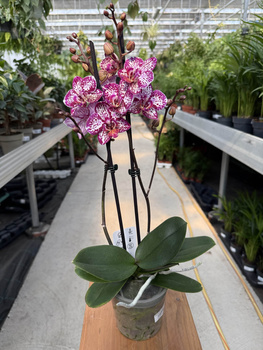 PHALENOPSIS LIMITED 06 P12