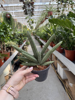 SANSEVIERIA CYLINDRICA BONCEL P12