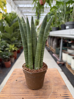 SANSEVIERIA CYLINDRICA STRAIGHT P9