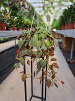 PHILODENDRON SCANDENS MICANS P20