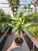 DRACENA SANDERIANA PLECIONA P12