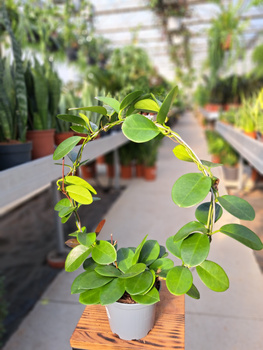 HOYA AUSTRALIA KOŁO P12