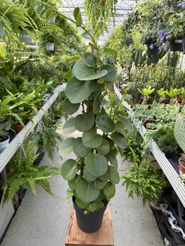 CISSUS ROTUNDIFOLIA P17