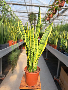 SANSEVIERIA LAURENTII P17