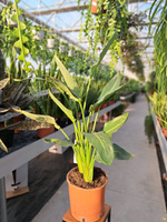 STRELITZIA REGINAE P24