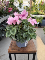 CYCLAMEN RÓŻOWY JASNY P12