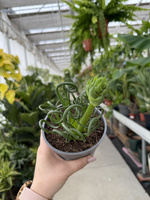 ALBUCA SPIRALUS 'FRIZZLE SIZZLE' P12