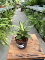 SANSEVIERIA LOTUS P8,5