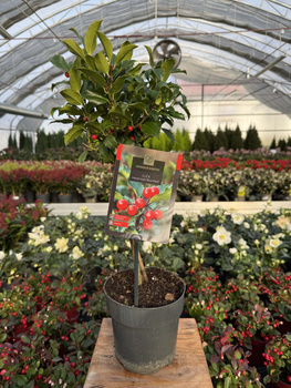 OSTROKRZEW KOLCZASTY  BLUE MAID NA PNIU P15