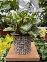 OSŁONKA FIENE BEŻOWA P14