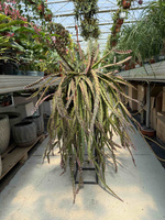 LEPISMIUM CRUCIFORME ROJO P20