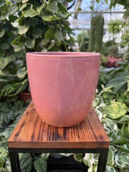 OSŁONKA PACIFIC RÓŻ P16