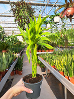 DRACENA SANDERIANA PLECIONA ŻÓŁTA P12
