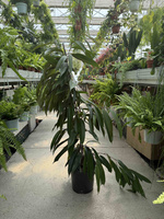 FICUS BINNENDIJKII AMSTEL KING P21